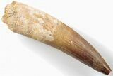 Bargain, Real Spinosaurus Tooth - Missing Tip #198951-1